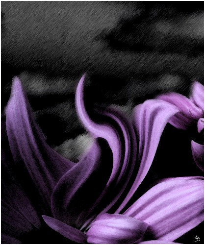 Dark Storm Over Daisies